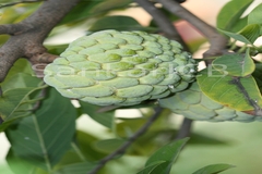 Annona squamosa